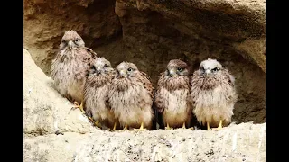 Common Kestrel bringing food to the nest with 6 chicks (18 minutes) - Cyprus