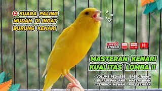 Kenari GACOR‼️ Masteran Burung Kenari PAUD dan Pancingan Kenari MACET BUNYI ( EPISODE 1371}