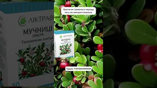 Лікуємо нирки Це допомогло моїй знайомій привести в норму аналіз сечі і крові після гломерулонефриту