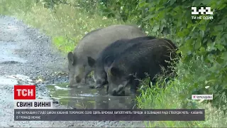 Новини України: село в Черкаській області атакували дикі кабани