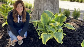 Planting Some Gorgeous Hostas! 🌿💚// Garden Answer