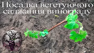 ПОСАДКА ВЕГЕТУЮЧОГО САДЖАНЦЯ ВИНОГРАДУ