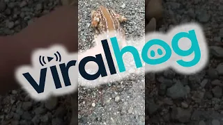 Friendly Fawn Comes By For Head Scratches || ViralHog