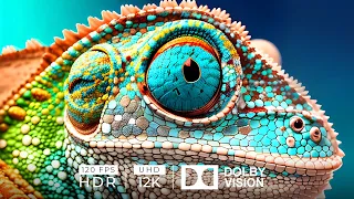 12K HDR 120fps Dolby Vision with Calm Music (Close Up Animals)