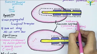 Receptor Potential | Easy Flowchart | mechanism of receptor potential