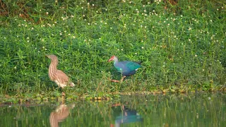 A Grey-headed swamphen and a pond heron at saul kere lake, Bangalore