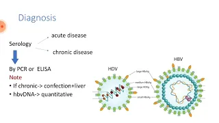 Hepatitis B virus part 2 by ASM Minds