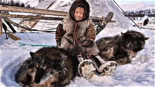 north nomads toddlers eat raw meat and 6 y.o kids catch reindeer