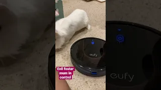 Robot vacuum v foster rabbit