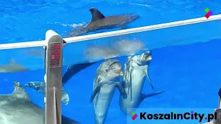 Palmitos Park Grand Canaria (Canary Islands / Spain) 🌴 - All animals & dolphins show 🐬