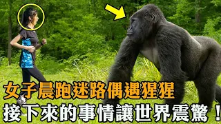 女子在林中晨跑迷路後，撞上一隻大猩猩，接下來發生的事情震驚了全世界！