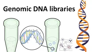 genomic DNA library