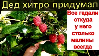 МАЛИНА ЗАВАЛИТ ВАС ЯГОДАМИ ОСЕНЬЮ  Хитро обрезал и подкормил