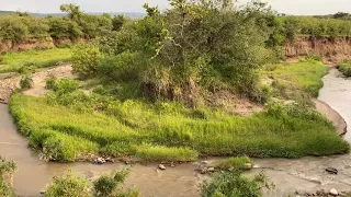 Sekenani river restoration