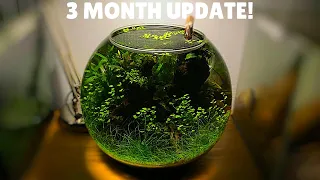 Ultra Low Tech Fish Bowl Aquascape - 3 Month Update!