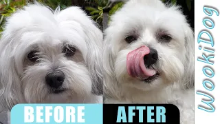 Dog Grooming Eye Boogers Trim - Wookidog (Maltese Shih Tzu, )4K Dog Grooming Video