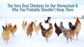 The Absolute Best Chickens for Our Homestead & Why You Probably Shouldn't Keep Them