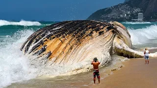 7 Самых Больших Морских Существ, Которых вы Когда-Либо Видели