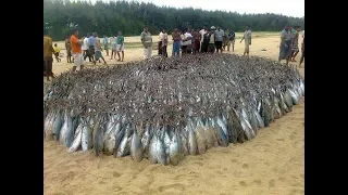 hunting Video - You Won't Believe That How Many Fishes