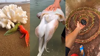 Catching Seafood 🦀 Deep Sea Octopus (Catch Crab, Catch Fish, Catch Lobster) - Tik Tok #16