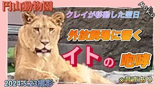 【クレイ】が旅立った翌日【イト】の咆哮が響きました〜どんなメッセージが込められているのでしょう？聞く人によって変化すると思います♡