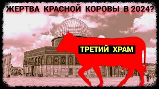 Жертва Красной Коровы - 2024 - Третий Храм