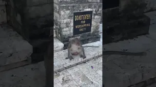 Monkey steals my glasses in Bali #balitravelvlog #bali #uluwatutemple #baliindonesia #baliguide