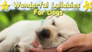 Super Relaxing Sleep Music For Labrador Puppies ♫ Calm Relax Your Dog ♥ Lullaby For Dogs Dog Music