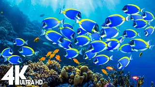 [NEW] 11HRS Stunning 4K Underwater Footage + Music | Rare & Colorful Sea Life: "RAINBOW REEF 2" UHD