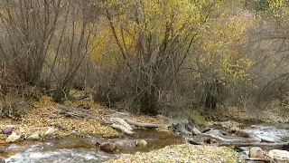 Central Minnesota Bigfoot Captured on Camera Watching Deer