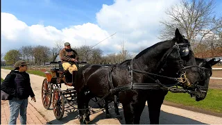 Hungarian horse people or nation on horse. National Stud Farm and Nonius horses from Mezohegyes  #24