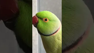 Talking Parrot Interacts Adorably With Owner #Shorts #Funny #Cute #birdsounds #birds #birdswatching