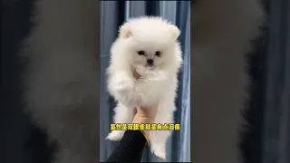 Tik Tok Chó Phốc Sóc Mini 😍 Funny and Cute Pomeranian #238