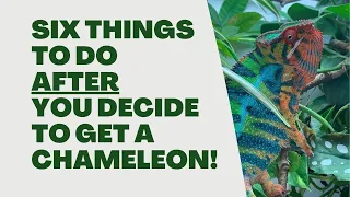 6 Things to do after you decide to get a chameleon!