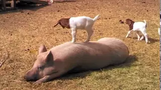 Baby Goat Dancing on a Pig Song