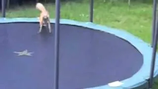 Foxes on a Trampoline Song (techno version)