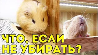 НЕ УБИРАЛА 3 МЕСЯЦА У МОРСКИХ СВИНОК. ФУ! SvinkiShow