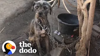 Watch This Woman Convince Guy To Give Her His Chained-Up Dog And Puppies | The Dodo Faith = Restored