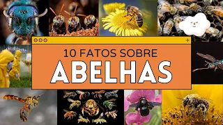 10 FATOS SOBRE ABELHAS | Curiosidades