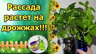 КОПЕЕЧНОЕ СРЕДСТВО ДЛЯ БУРНОГО РОСТА КОРНЕЙ И РАССАДЫ! ИЛИ КАК ВЫРАСТИТЬ КРЕПКУЮ РАССАДУ?