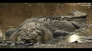 LOS COCODRILO MAS GRANDE DE LA TIERRA / GRAN DOCUMENTAL DEL ACECINO MAS TEMIBLE DE AFRICA