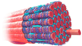 Мышечная ткань. Все что нужно знать за 5 минут.