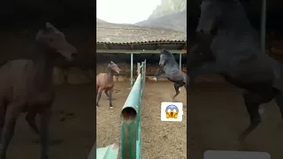 Horse fighting 😱 watch till the end 😂| اسپ جنگی