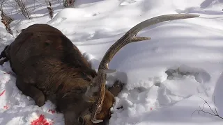 ３８０ｍ先のオスを射撃する！