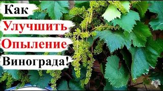 Как УЛУЧШИТЬ ОПЫЛЕНИЕ Винограда!