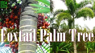 Foxtail Palm - a tropical showstopper, drought tolerant and disease resistant.