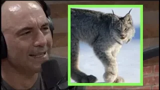 Joe Rogan on Mountain Lions, Lynx, and Sharks