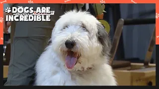 Today's problematic dog is an Old English Sheepdog (Dogs are incredible) | KBS WORLD TV 201209