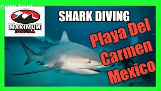 Scuba Diving with BULL SHARKS! in (Playa Del Carmen Mexico)