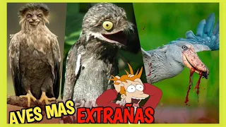 Aves más Extrañas y Raras del Mundo!! 🌎